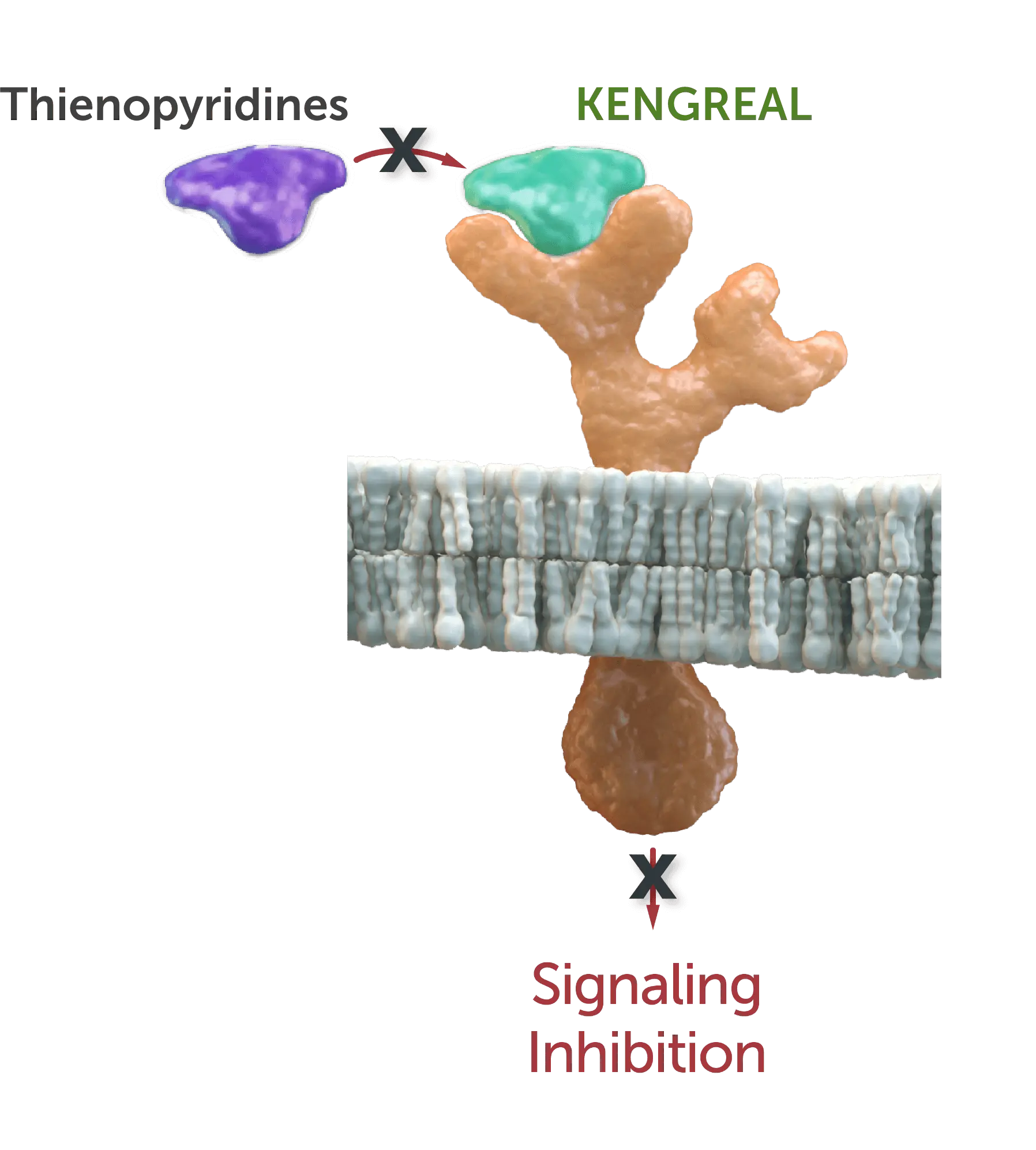 img-prasugrel-clopidogrel Binding site interaction for prasugrel and clopidogrel