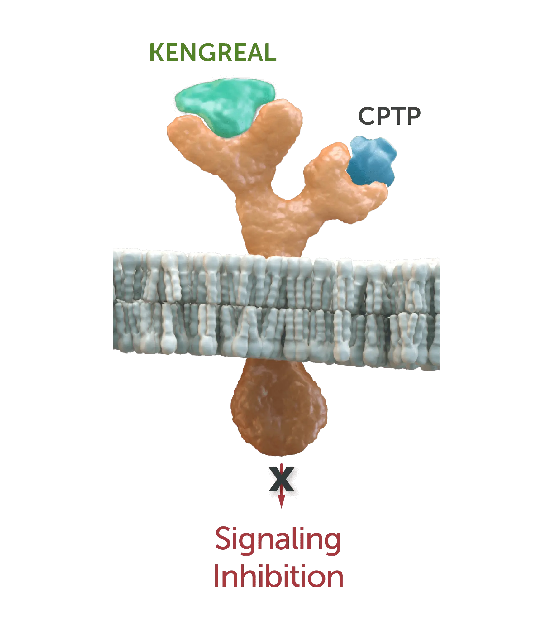 img-ticagrelor Binding-site interaction for ticagrelor